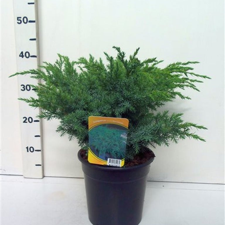 Fjäll-en – Juniperus squamata 'Blue Swede' - C3 30-40 CM